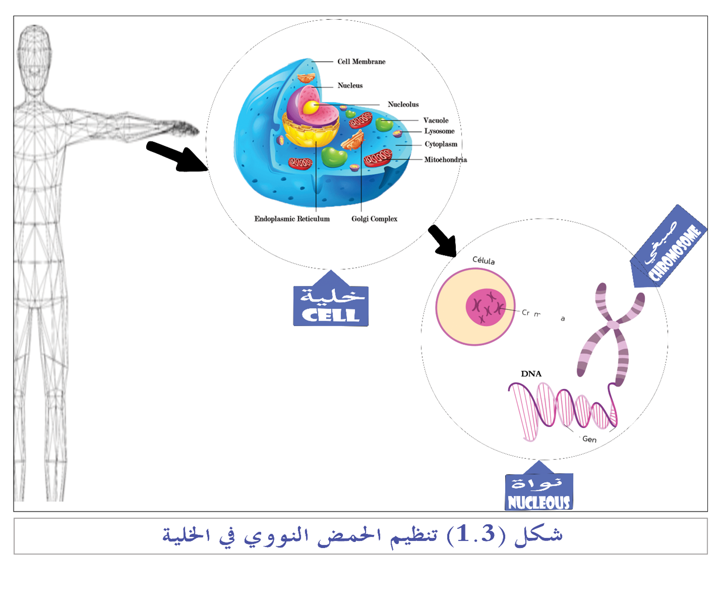 الفصل الثالث: تركيب وخصائص الأحماض النووية وطرق التصنيف